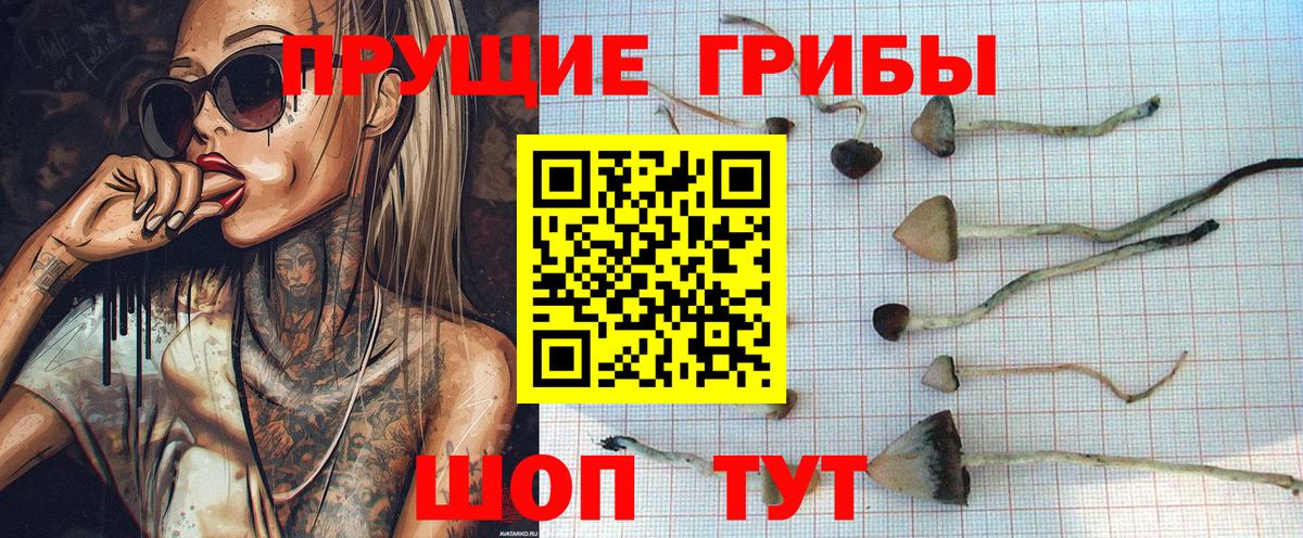 Галлюциногенные грибы Psilocybe  Псилоцибиновые грибы мухоморы  Гурьевск  закладки  Вход с VPN 